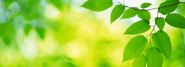 Environmental Initiatives
